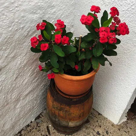 Bodeguita - Tabaiba By Tor