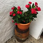 Bodeguita - Tabaiba By Tor