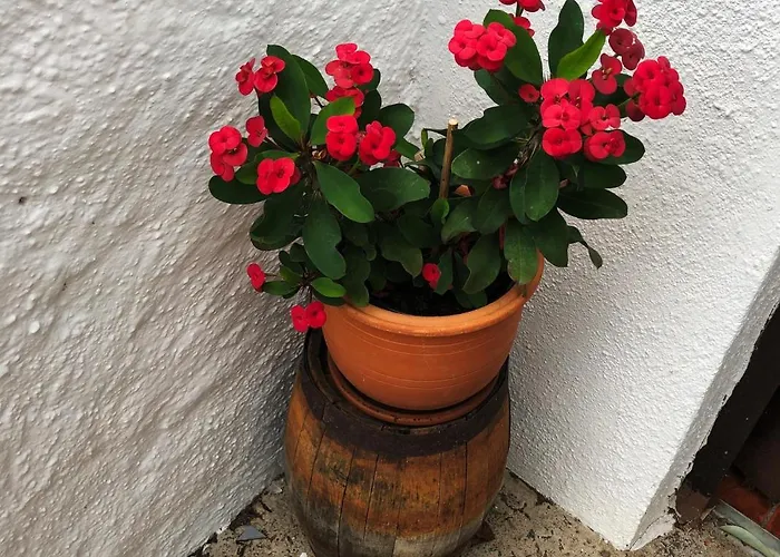 Bodeguita - Tabaiba By Tor